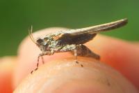 Tetrix bolivari