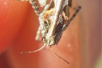 Tetrix bolivari