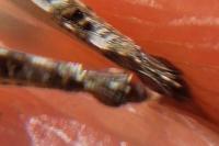 Tetrix bolivari