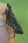 Tetrix subulata