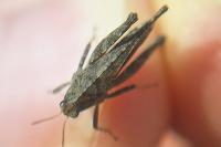 Tetrix subulata