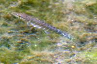 Esox lucius