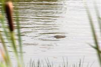 Cyprinus carpio