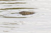 Cyprinus carpio