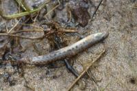 Cobitis taenia
