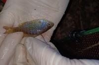 Lepomis gibbosus