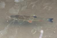 Squalius cephalus