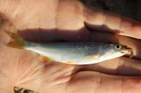 Rutilus rutilus