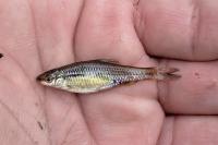 Pseudorasbora