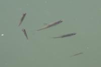 Pseudorasbora parva