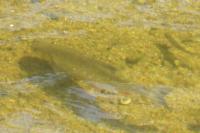 Squalius cephalus