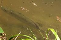 Esox lucius