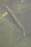 Esox lucius