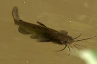 Ameiurus melas