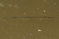 Esox lucius