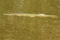 Esox lucius
