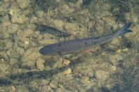 Squalius cephalus