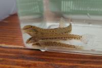 Cobitis taenia