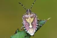 Dolycoris baccarum