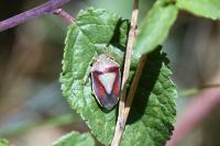 Piezodorus lituratus