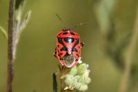 Eurydema ornata
