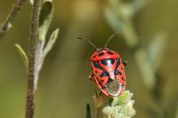 Eurydema ornata