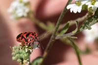 Eurydema ornata