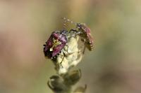 Dolycoris baccarum