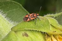 Corizus hyoscyami