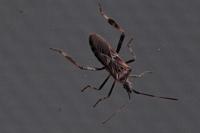 Leptoglossus occidentalis