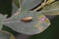 Aphrophora