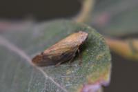 Aphrophora