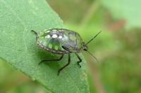 Nezara viridula