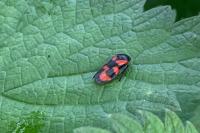 Cercopis vulnerata