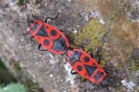 Pyrrhocoris apterus