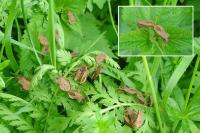 Coreus marginatus