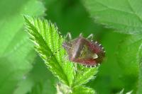 Dolycoris baccarum
