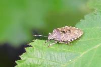 Rhaphigaster nebulosa