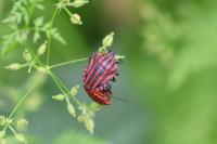 Graphosoma italicum