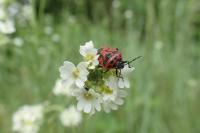 Eurydema ornata
