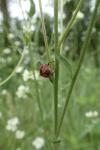 Eurydema ornata