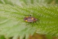 Capsodes flavomarginatus