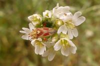 Calocoris roseomaculatus