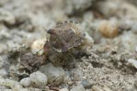 Dyroderes umbraculatus