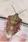 Carpocoris purpureipennis