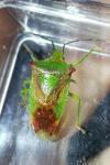 Acanthosoma haemorrhoidale