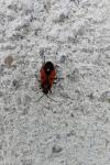 Melanocoryphus albomaculatus
