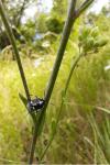 Eurydema oleracea