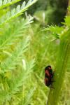 Cercopis vulnerata