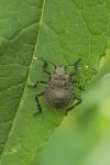 Halyomorpha halys